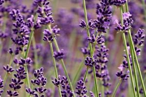 8 Manfaat bunga lavender untuk kecantikan, mengatasi bibir pecah-pecah