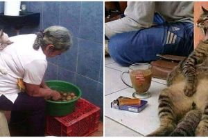 10 Momen lucu kucing ganggu orang kerja ini bikin cekikikan