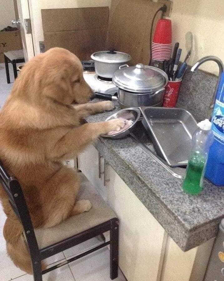 9 Potret lucu hewan bisa diajak kerja sama ini bikin senyum tipis