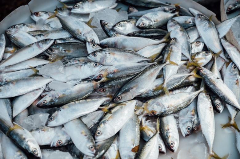 10 Manfaat ikan makarel bagi kesehatan, mencegah anemia