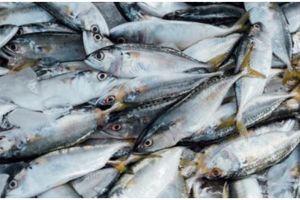 10 Manfaat ikan makarel bagi kesehatan, mencegah anemia