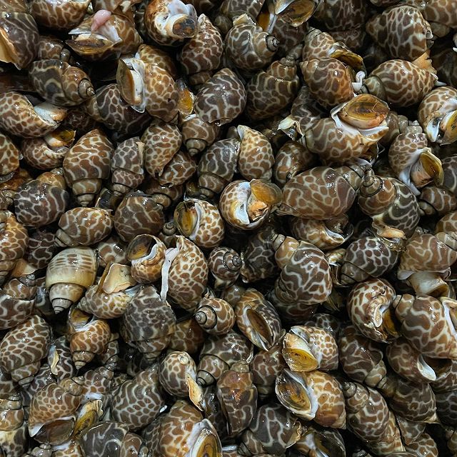 9 Jenis kerang ini aman dikonsumsi, baik buat penderita anemia