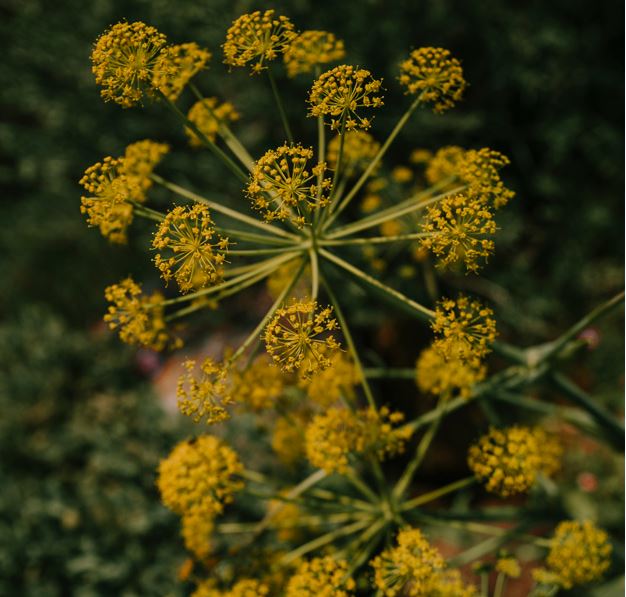 15 Makanan sehari-hari ini dipercaya ampuh mempercepat menstruasi