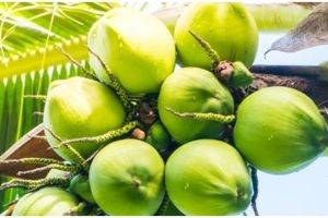 12 Manfaat daging kelapa muda, bantu jaga kekebalan tubuh