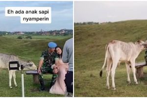 Momen tak terduga prajurit TNI prewedding, tiba-tiba didatangi sapi