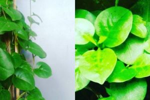 8 Manfaat daun binahong untuk kecantikan, mampu hilangkan komedo