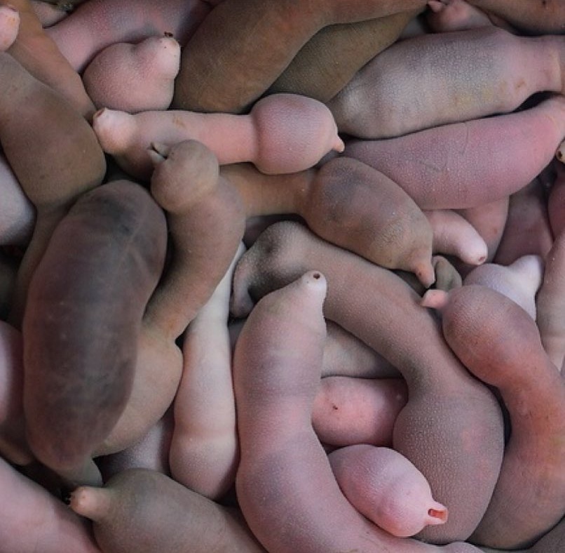 7 Menu makanan ini sajikan hewan yang masih hidup, antimainstream