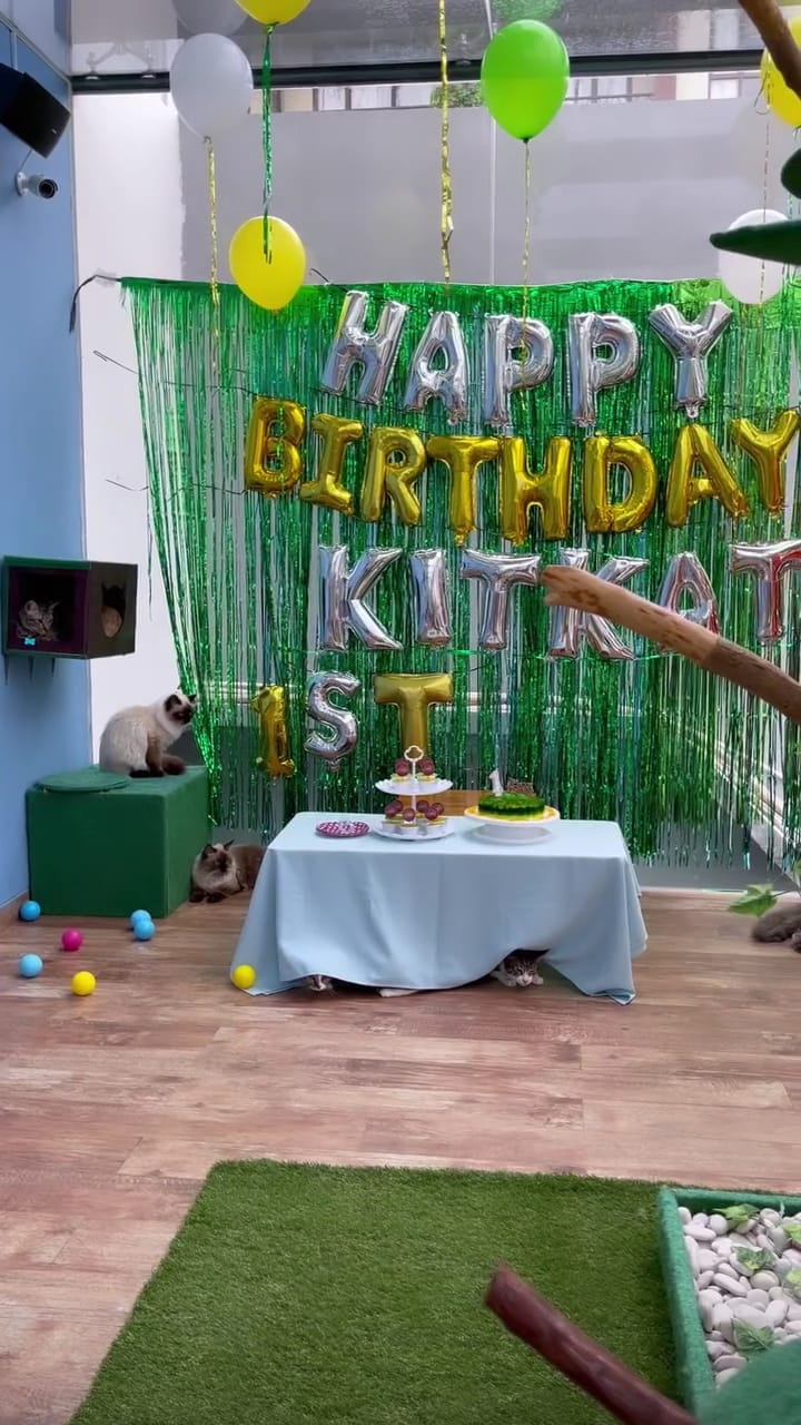 8 Momen Salmafina Sunan rayakan ulang tahun kucing, dekorasinya unik