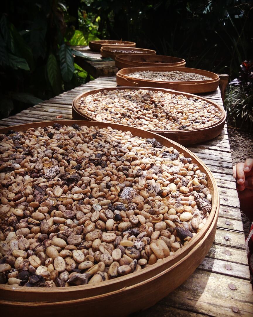 10 Bahan makanan ini dikenal mahal, ada yang ditaksir milyaran