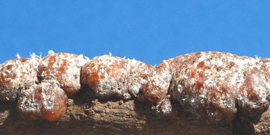 Selain kopi luwak, 5 bahan makanan ini terbuat dari kotoran hewan