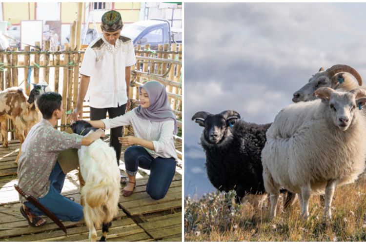 Tata Cara Menyembelih Hewan Kurban Beserta Doa Dan Keutamaannya