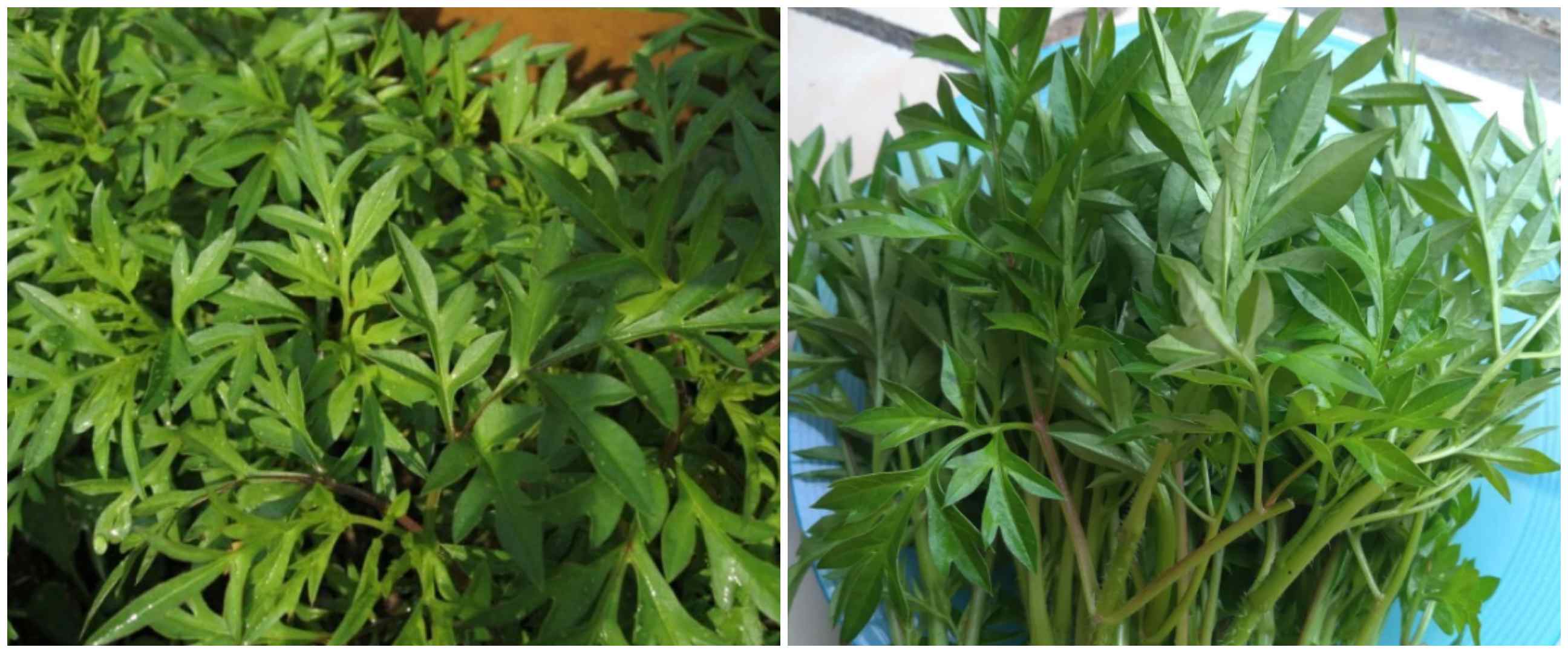 10 Manfaat daun kenikir untuk kesehatan, bisa menjaga tulang