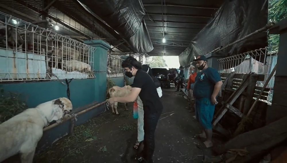 11 Momen Atta Halilintar dan Aurel beli hewan kurban, beratnya 1,4 ton