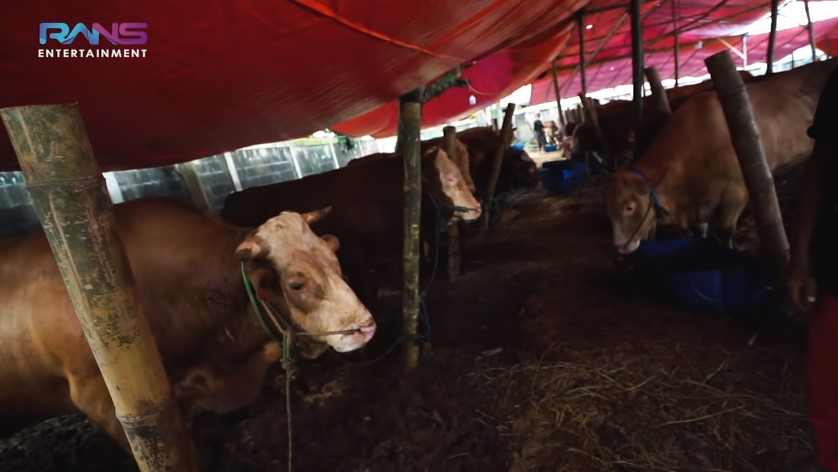 11 Momen Raffi Ahmad beli hewan kurban, ada yang beratnya 1,3 ton