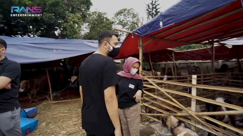 11 Momen Raffi Ahmad beli hewan kurban, ada yang beratnya 1,3 ton