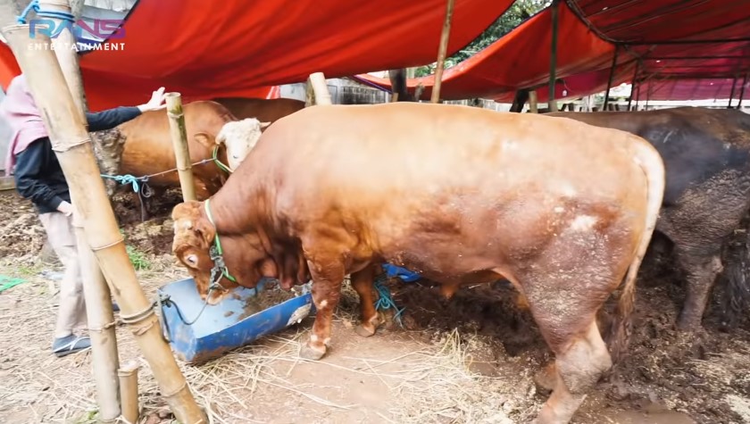 11 Momen Raffi Ahmad beli hewan kurban, ada yang beratnya 1,3 ton