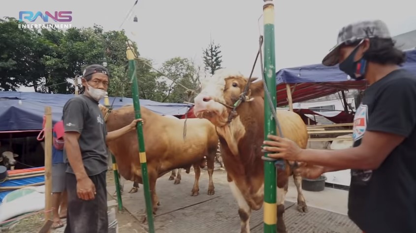 11 Momen Raffi Ahmad beli hewan kurban, ada yang beratnya 1,3 ton