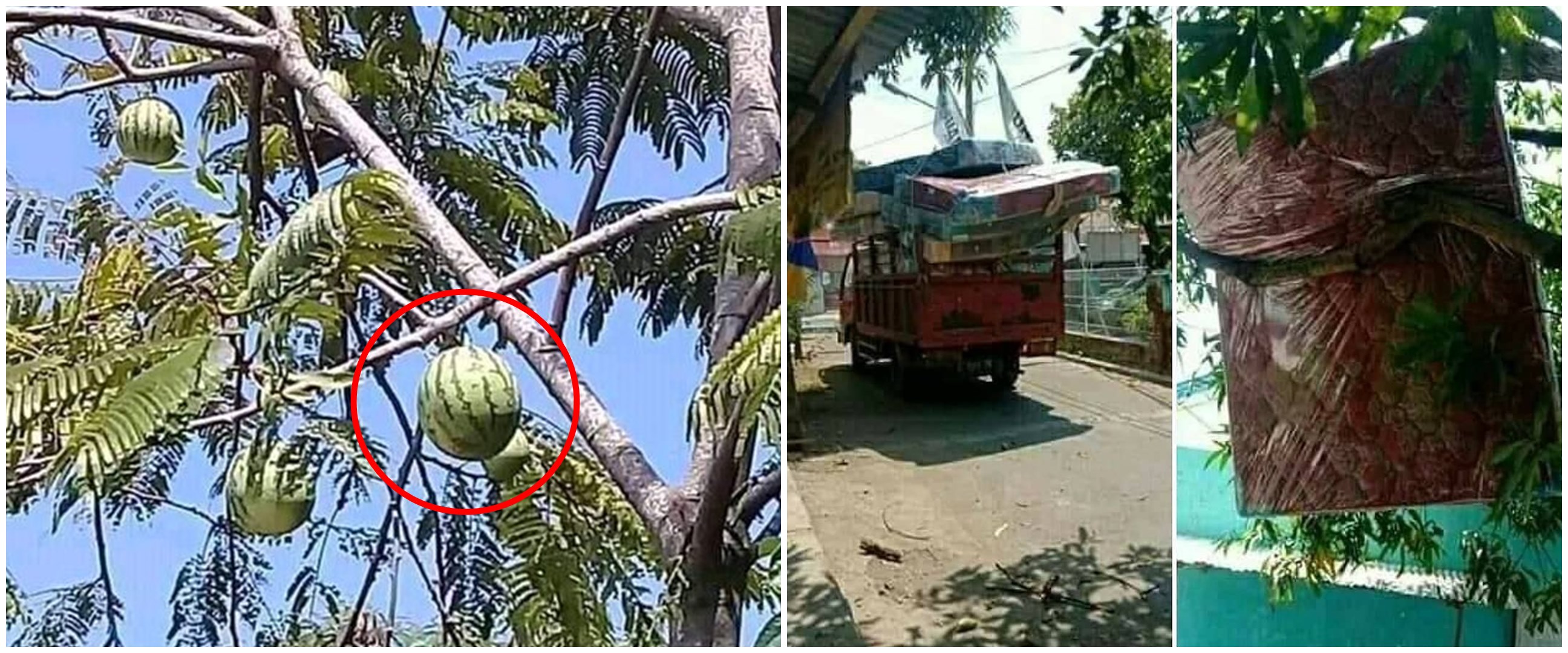 11 Penampakan benda di pohon ini absurdnya bikin lihat dua kali