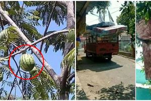 11 Penampakan benda di pohon ini absurdnya bikin lihat dua kali