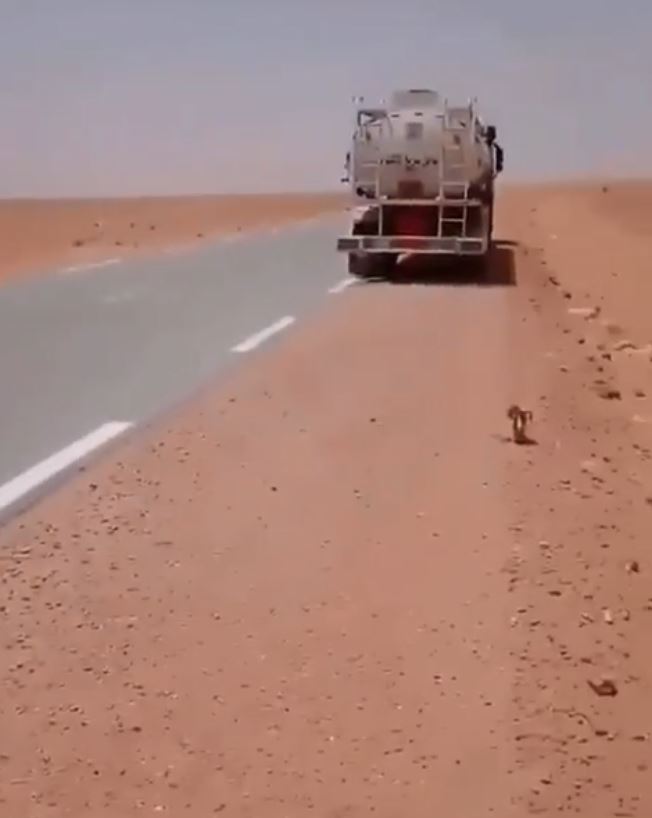 Viral sopir truk beri minum unta kehausan di Gurun Sahara, bikin haru