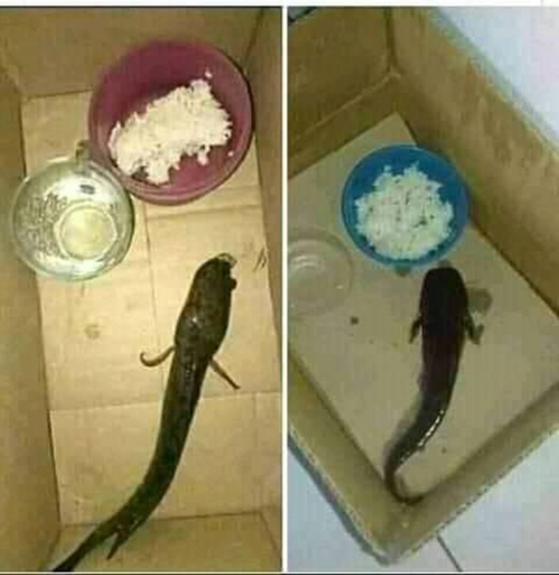 11 Momen kocak orang pelihara ikan ini bikin pusing kepala