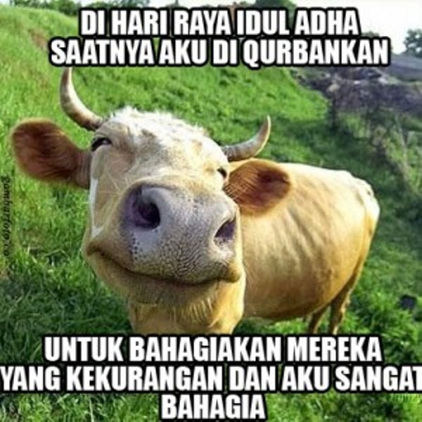 21 Meme lucu 'sapi galau' saat jadi hewan kurban ini bikin ikut baper