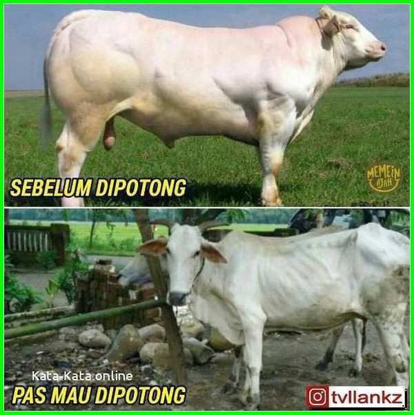 21 Meme lucu 'sapi galau' saat jadi hewan kurban ini bikin ikut baper