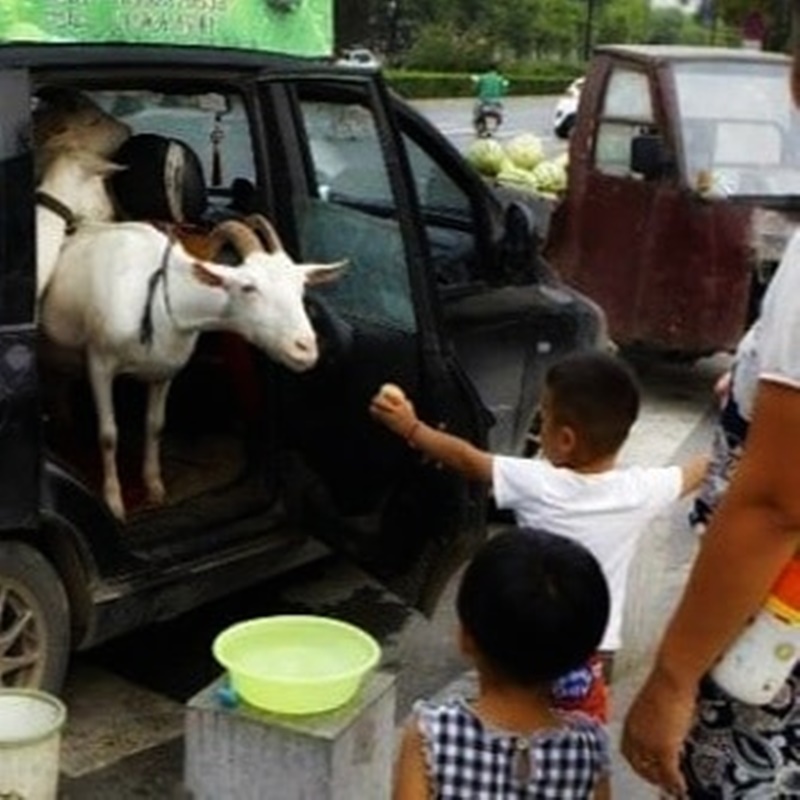 11 Momen lucu kambing berkeliaran di tempat umum, bikin auto heran