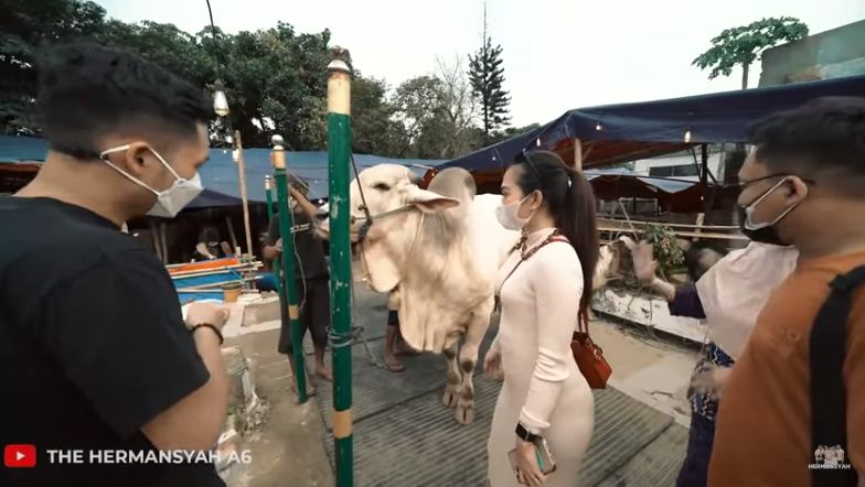 11 Momen keluarga Anang beli 3 sapi kurban, beratnya di atas 1 ton