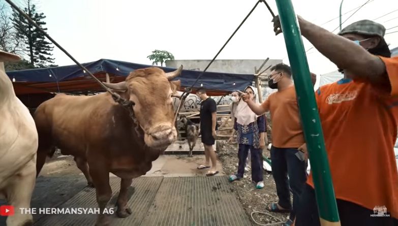 11 Momen keluarga Anang beli 3 sapi kurban, beratnya di atas 1 ton