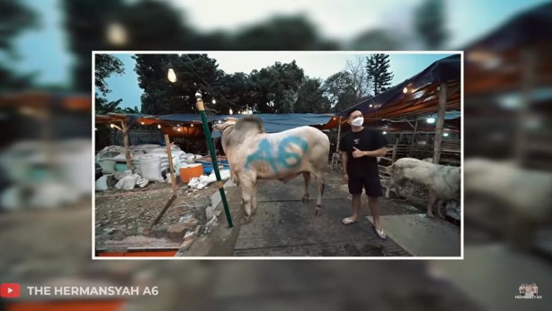 11 Momen keluarga Anang beli 3 sapi kurban, beratnya di atas 1 ton