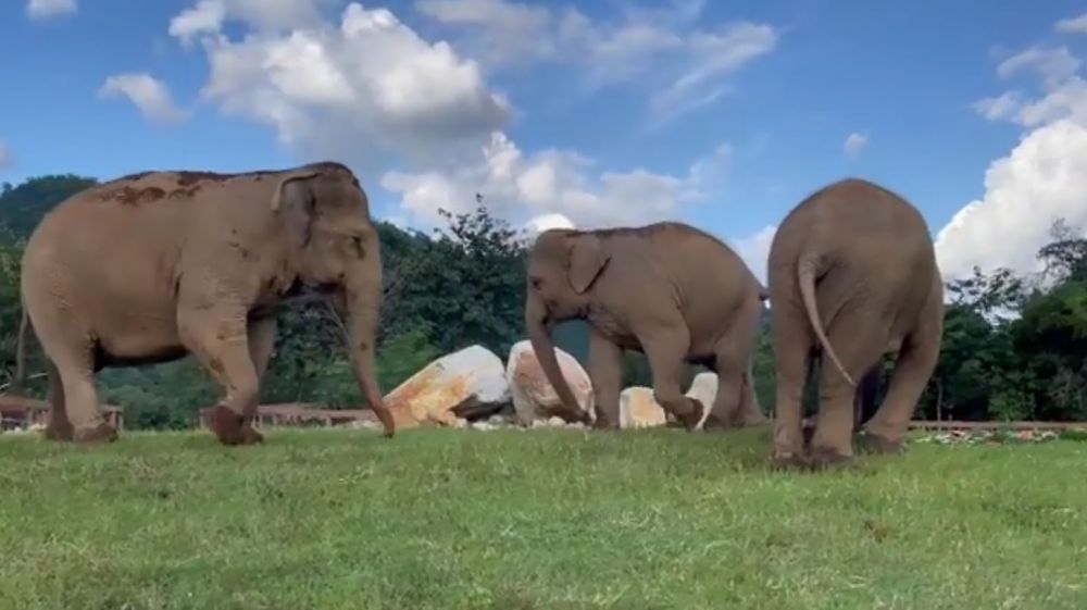 Video gajah bimbing temannya yang buta mencari makan ini bikin haru
