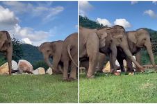 Video gajah bimbing temannya yang buta mencari makan ini bikin haru