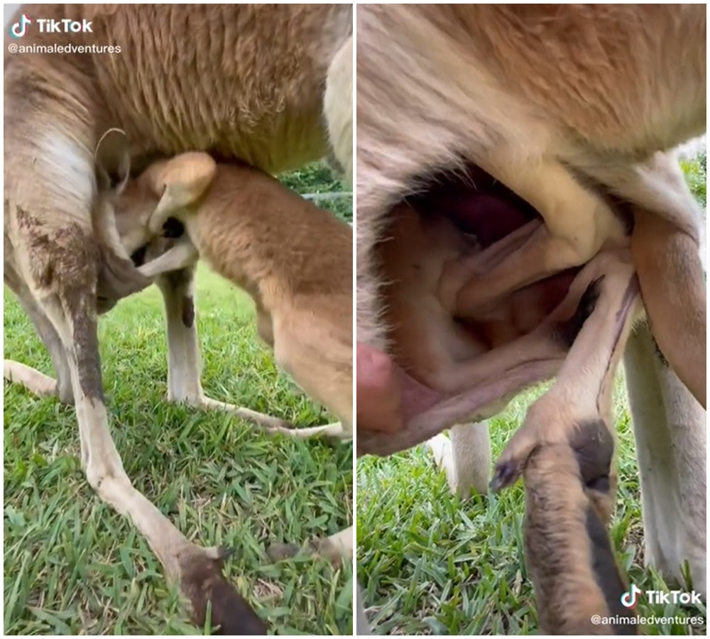 Video lucu anak kanguru masuk kantong induk, ditonton 52 juta kali