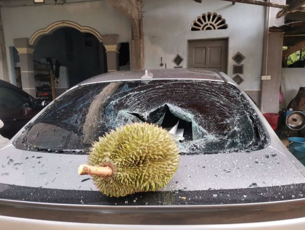 Viral durian tak pernah sentuh tanah dijual Rp 1,7 juta