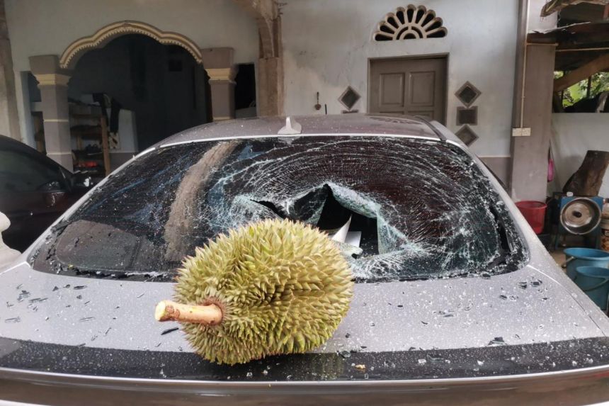 Viral durian jatuh tak sentuh tanah, dijual Rp 1,7 juta