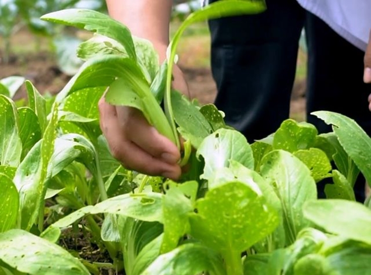 The Westin Surabaya donasi makanan sehat dari hasil kebun sendiri