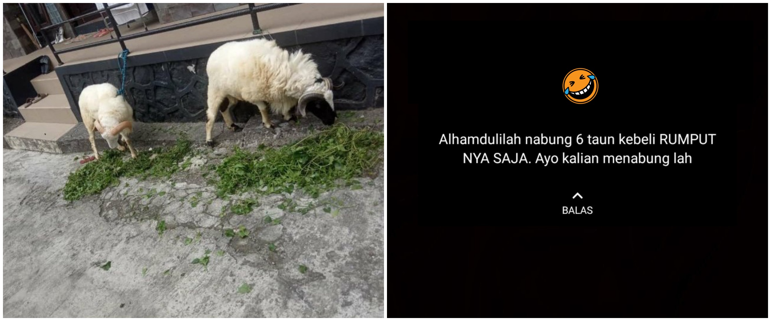 11 Status WhatsApp lucu ini captionnya penuh plot twist