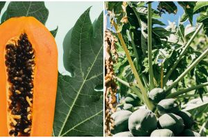 11 Manfaat daun pepaya untuk ibu menyusui, pemenuhan gizi bayi