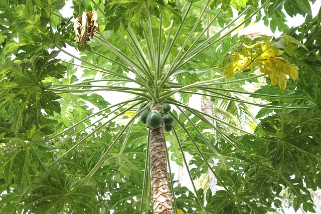 Sering dihindari, 7 sayuran pahit ini punya banyak manfaat