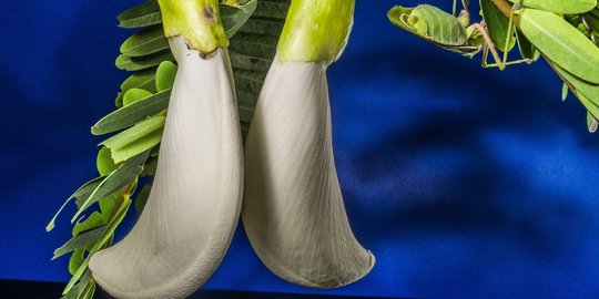 Sering dihindari, 7 sayuran pahit ini punya banyak manfaat