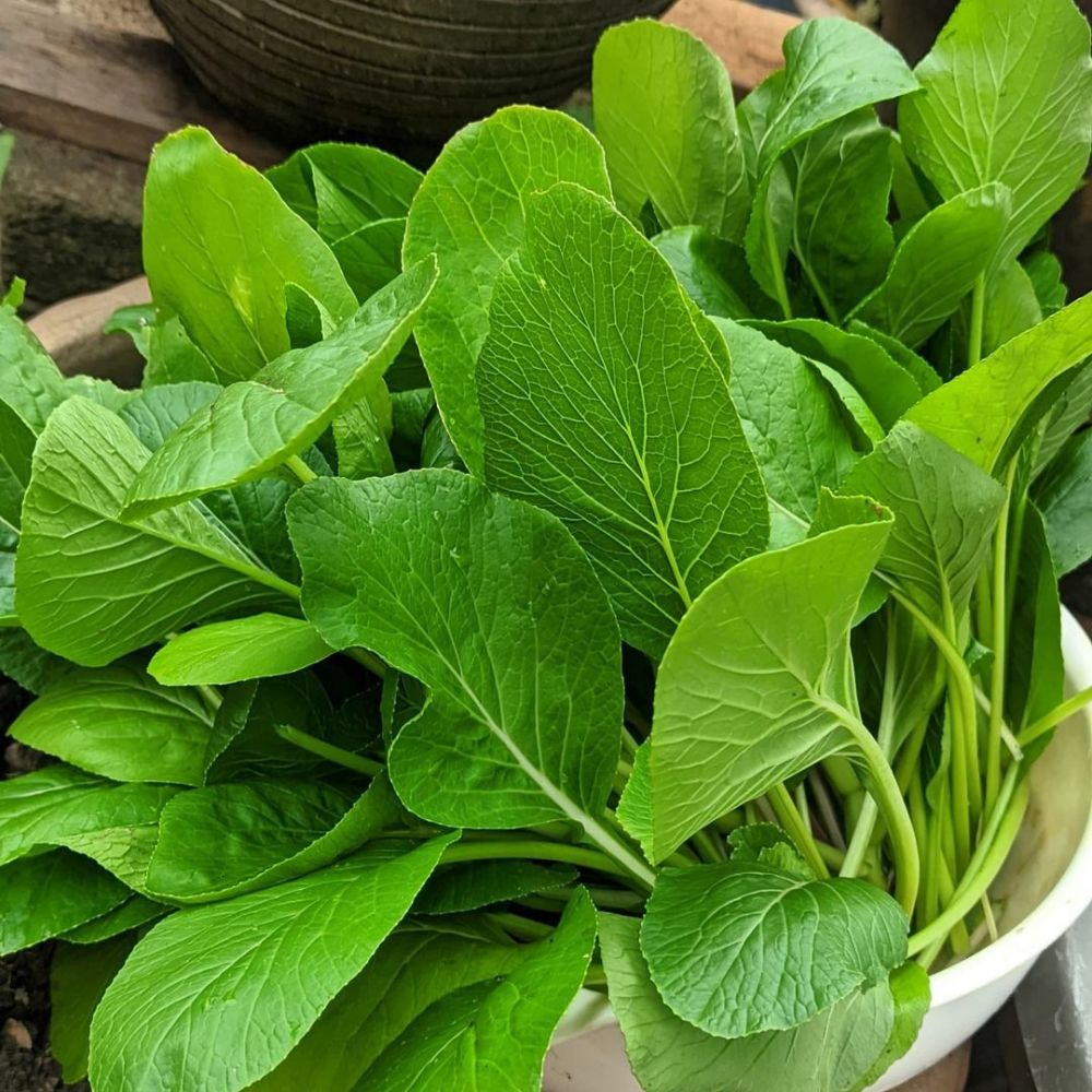 Jarang diketahui, 9 sayuran ini bantu pertajam pendengaran