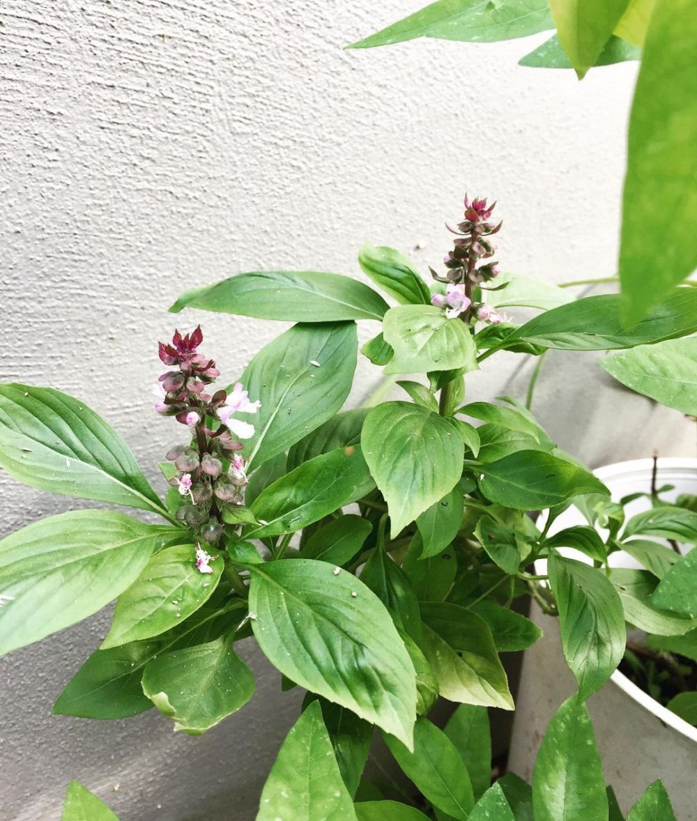 Jarang diketahui, 9 sayuran ini bantu pertajam pendengaran