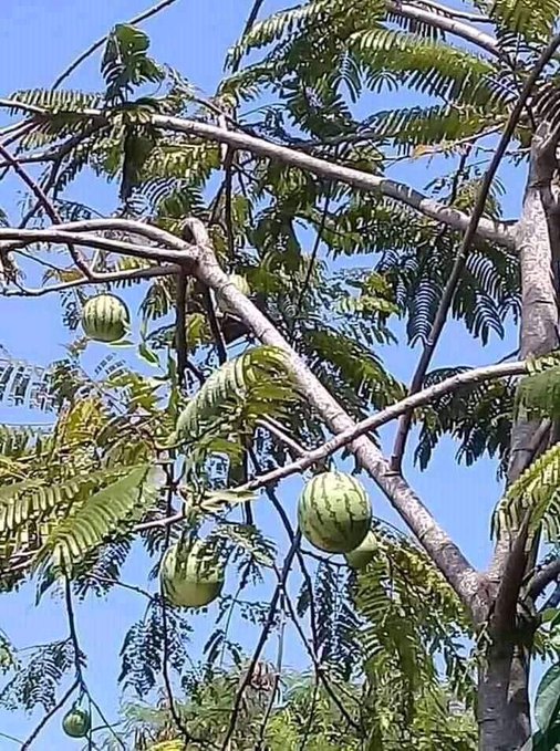 11 Potret lucu buah di pohon ini penampakannya bikin salah fokus