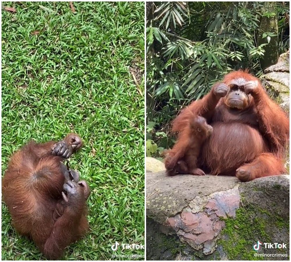 Lucunya orangutan ini, temukan kacamata lalu bergaya bak manusia