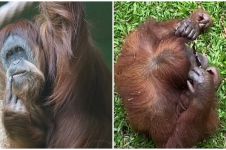 Lucunya orangutan ini, temukan kacamata lalu bergaya bak manusia