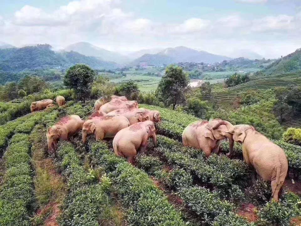 Kawanan gajah pengembara pulang usai tempuh perjalanan 17 bulan