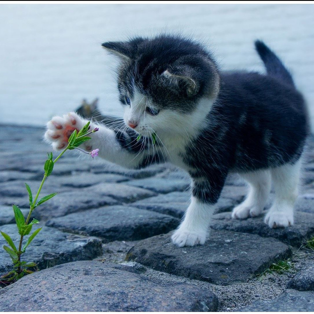 5 Buku fiksi dengan tokoh utama kucing, cocok buat dibaca cat lover