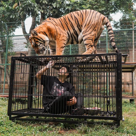 Momen 7 seleb pemotretan dengan hewan buas, gayanya antimainstream
