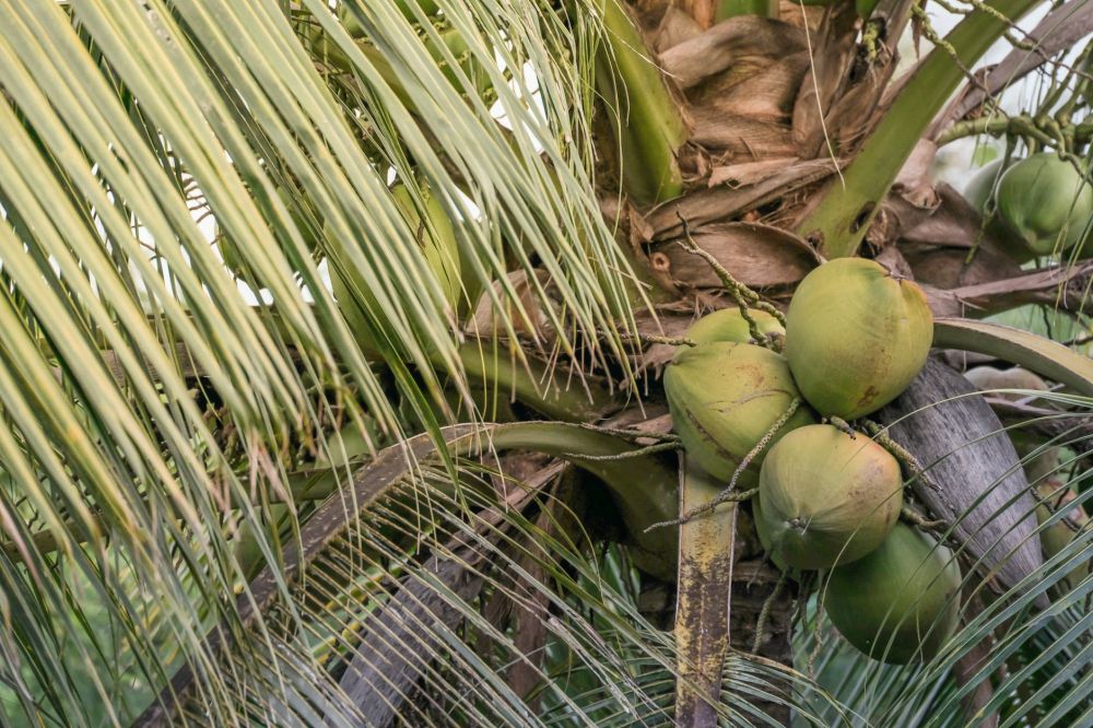 7 Cara mudah memilih kelapa muda yang segar dan lembut, jangan keliru